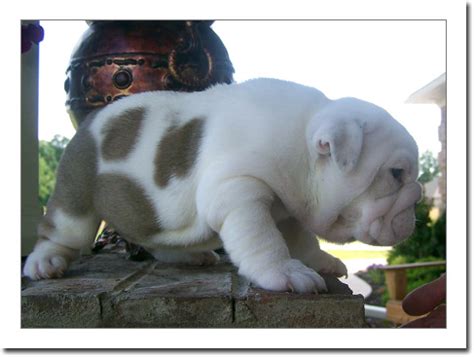 15,430 likes · 37 talking about this. Charming english bulldog puppies for adoption