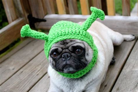 Cute Pug Hats