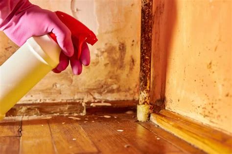 The Hidden Enemy How Professional Mold Removal Can Safeguard Your Home