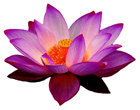 Lotus Flower Png Transparent Image Download Size 1409x1109px