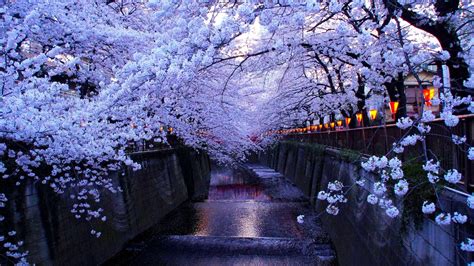 27 Anime Cherry Blossom Wallpaper Free Scenery Background