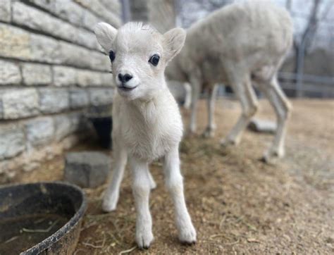Como Welcomes Baby Dalls Sheep And How You Can Help Name Him Como Zoo