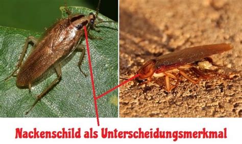 Du wirst es wahrscheinlich online kaufen müssen, da es selten in geschäften verkauft wird. Gibt Es Kakerlaken In Deutschland - Wayneegade