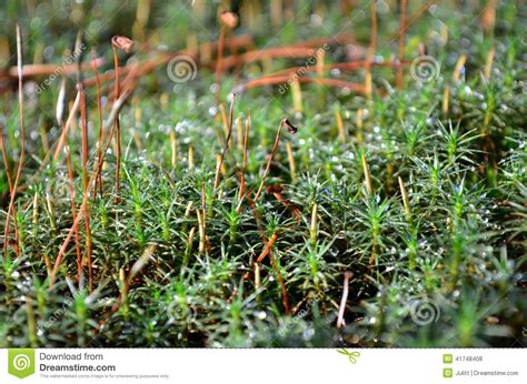 Green Moss Polytrichum Commune Stock Photo Image Of Species