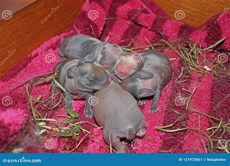 New Born Baby Bunny Rabbit Kit Mini Lop Cute Rabbits Stock Image