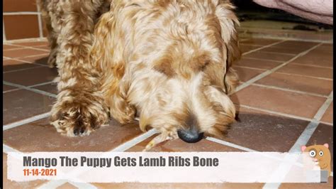 Are Lamb Rib Bones Safe For Dogs