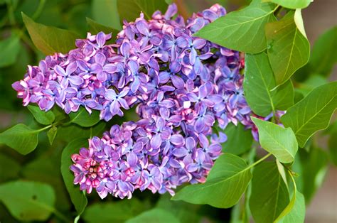 How To Grow And Care For Lilac Bushes Lilac Bushes