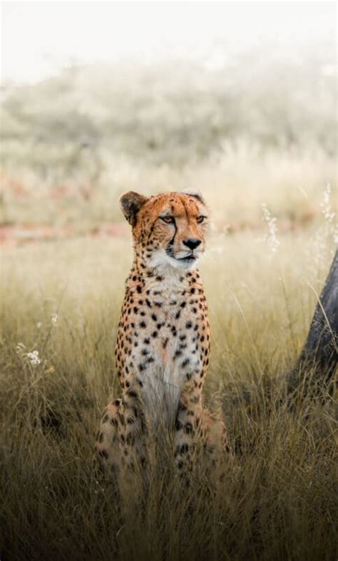 Cheetah Walks Over To Photographer For A Head Rub During
