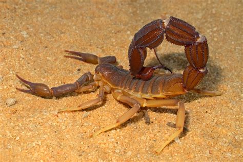 Animal Mating How Scorpions Do It Live Science