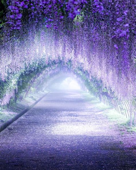 Wisteria Tunnel In Kitakyushu Japan Travel And Photography Fantasy