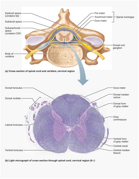 Cross Sectional Anatomy Of The Brain E Anatomy The Best Porn Website