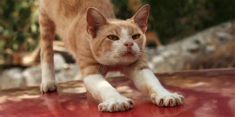 A spray bottle of water works well, but you have to be around for it to happen. How to Keep Cats Off Your Car (14 Easy Ways) | Cat Checkup