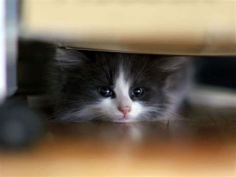 Precious Little Black And White Kitten Hiding Underneath The Bed Fluffy