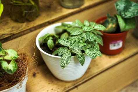 Tips To Keep Your Indoor Plants Healthy Darkinthedark
