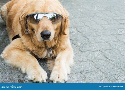 Cool Dog Wearing Sunglasses Stock Photo Image Of Nature Pedigree
