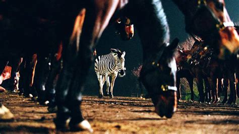 A Zebra Earns Its ‘racing Stripes Equestrian Life