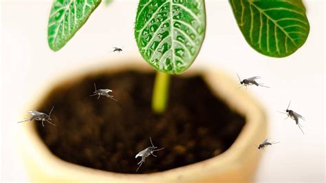 How To Deal With Fungus Gnats On Houseplants What Works