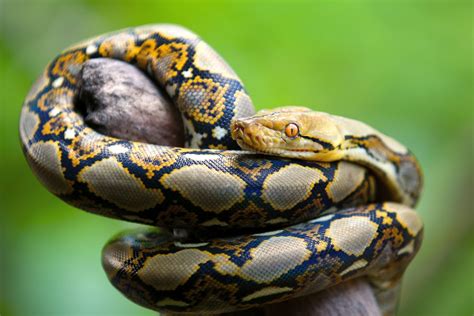 Meet The Reticulated Python World S Longest Snake