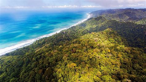 hd wallpaper green forest river jungle brazil aerial view estuaries beach wallpaper flare