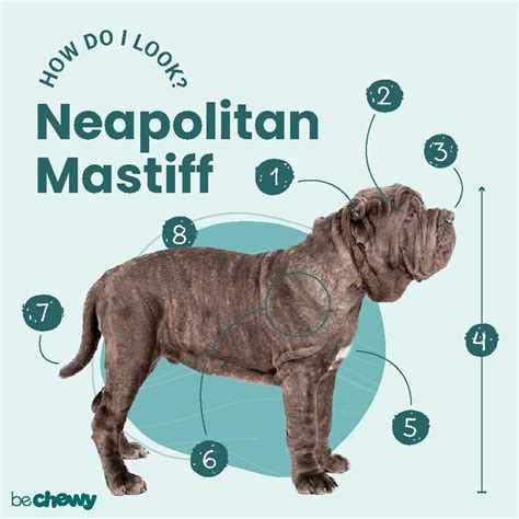 Neapolitan Mastiff Breed Characteristics Care And Photos Bechewy