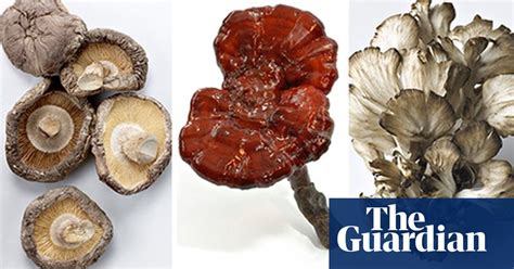 Could Mushrooms Be The Cure For Cancer Health And Wellbeing The Guardian