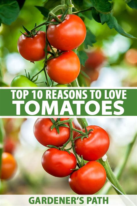 Top 10 Reasons To Love Tomatoes Gardeners Path