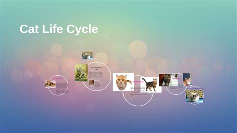 Cat Life Cycle By Heather T