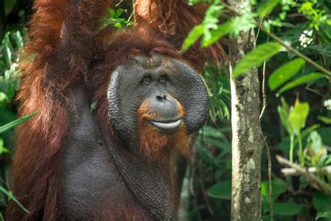 Orangutan Facts Save The Orangutan