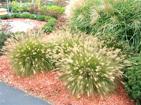 Get It Growing Ornamental Grass Adds Beauty With Minimum Effort