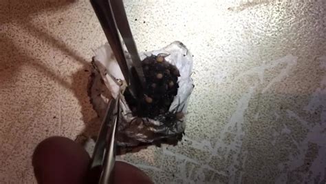 Stomach Churning Moment Hundreds Of Deadly Baby Spiders Burst Out Of