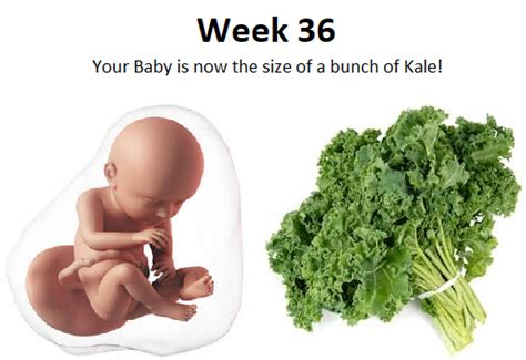 36th Week Of Pregnancy Four Weeks To Go Credihealth