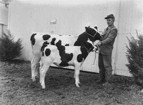 I see my friends every day. My great uncle Merle at the Daffodil Dairy sale in Carrol ...