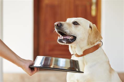 While the better quality dog food may cost more, the dog can eat less of it since their bodies use more of what they are eating feed your dog the same type and brand of food every day. Feeding your older pet for optimum health - PetMeds® Pet ...