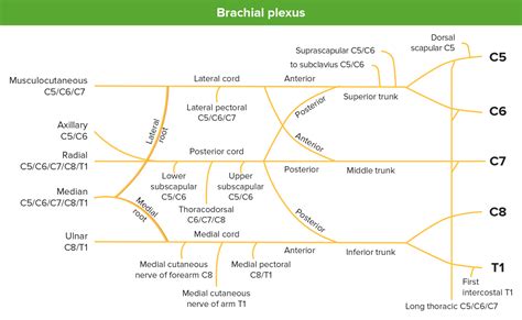 Axilla And Brachial Plexus Anatomy Concise Medical Knowledge