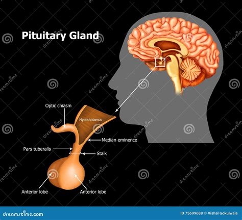 Hormones Of Pituitary Gland Cartoon Vector Cartoondealer The Best