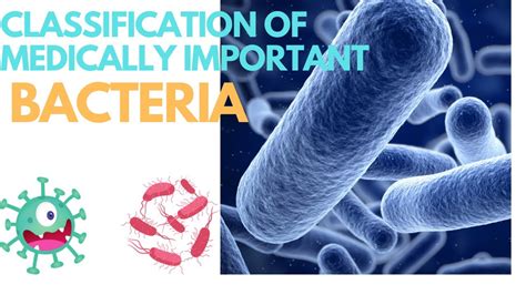 Classification Of Medically Important Bacteria Bacteria Classification
