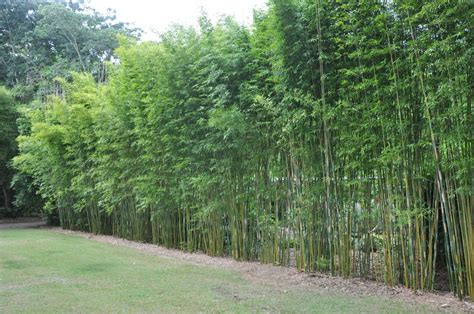 Bambusa Textilis Gracilis Bamboo Gracilis True Green Nursery