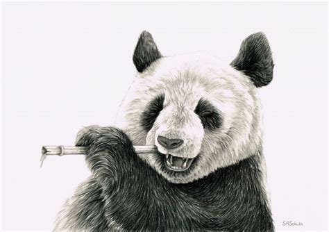 Panda Pencil Drawing Cool Pencil Drawings Panda Tattoo Pencil Drawings