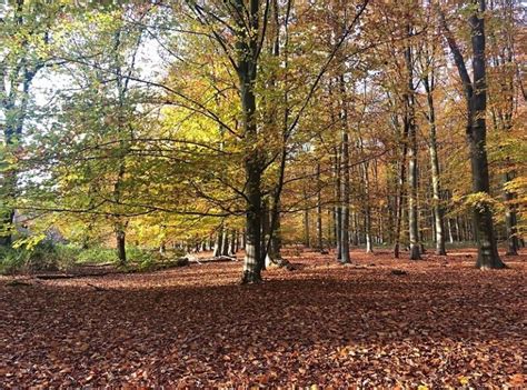 Sa hinnatud bos, van den staar. Wat te doen in Amerongen op de Utrechtse Heuvelrug | Is ...