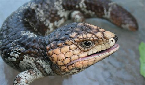 Worlds First Lizard Nidovirus Found In Aussie Bobtails Australian
