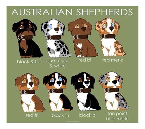 Aussie Colors Australian Shepherd Colors Cute Dogs Shepherd Puppies