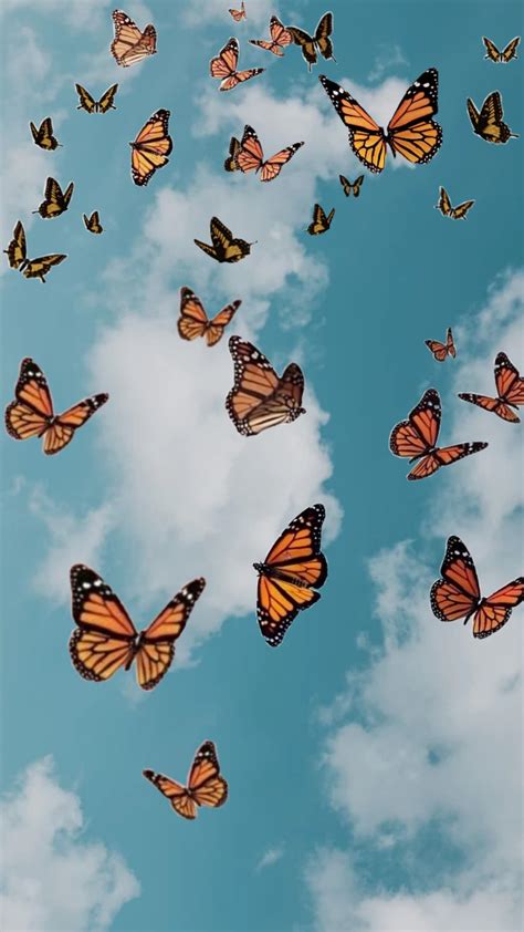 Butterflies Wallpapers On Wallpaperdog