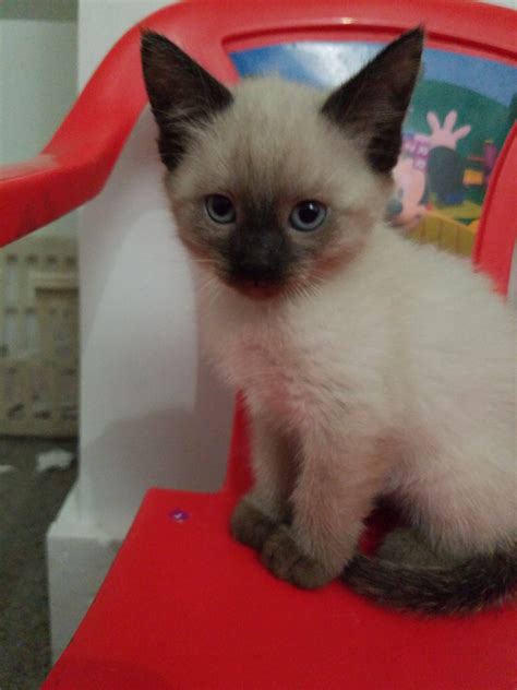 Siamese Kittens Siamese Cats For Sale Siamese Kittens Baby Cats