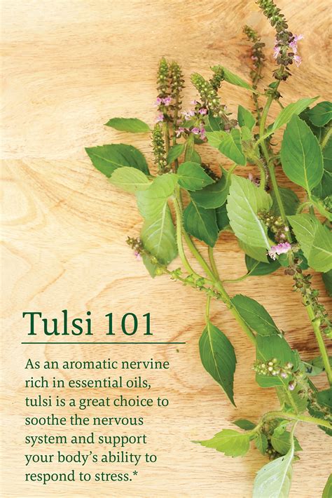 Uses Of Medicinal Plants Tulsi Medicinal Plant