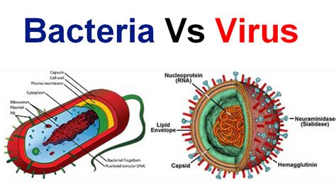 O Que é Bacteria Viral InformaÇÕes De Arte