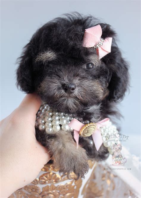 Black Poodle Puppy For Sale 243 Teacup Puppies Teacup Puppies And Boutique