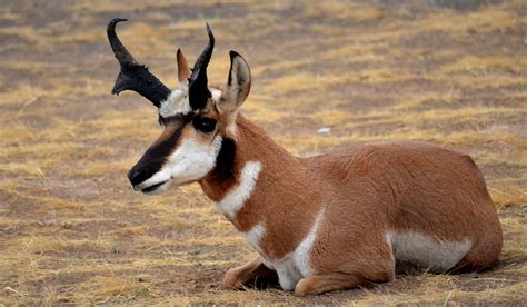 Pronghorn Antelope Animals Wild Large Animals Animal Pictures