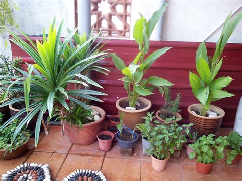 aku Dayat: Kebun Mini.. Berbudi Pada Tanah Dalam Pasu