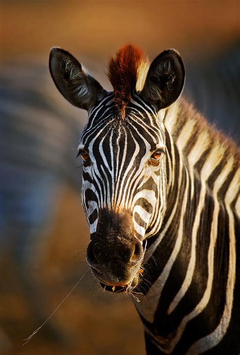 Zebra Close Up Portrait Photograph By Johan Swanepoel Fine Art America