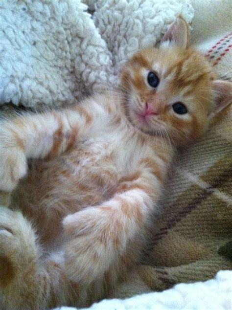 Kitten Cute Orange Tabby Cat Fuzzy Animals Pinterest